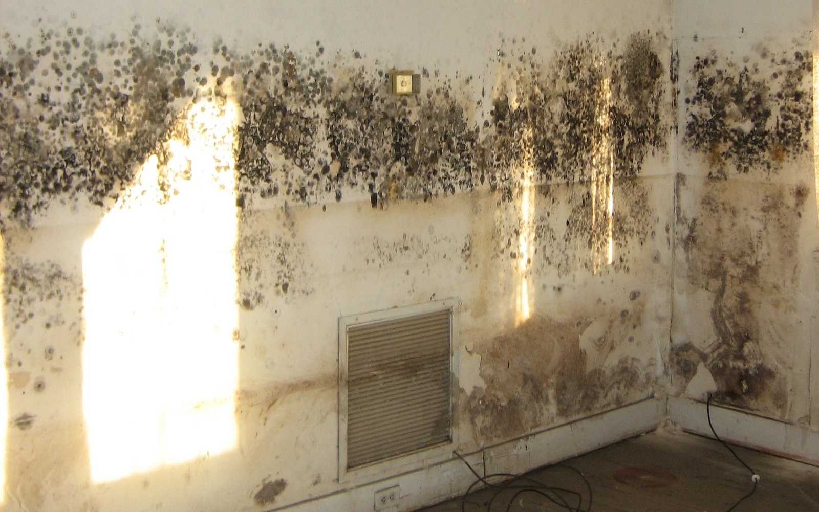 Mold Testing
