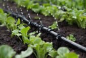 Benny’s Irrigation – Sprinkler Systems