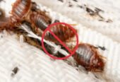 Rapid Pest Control – Pest Services