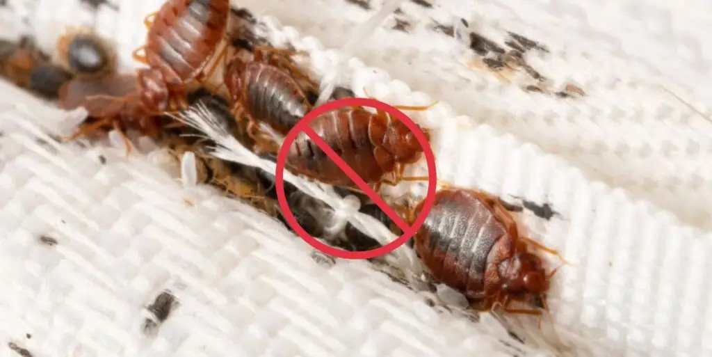 Rapid Pest Control – Pest Services