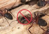 Rapid Pest Control – Pest Services