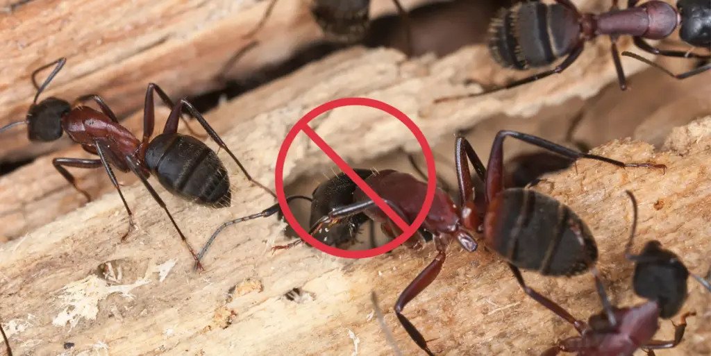 Rapid Pest Control – Pest Services