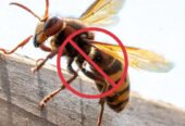 Rapid Pest Control – Pest Services