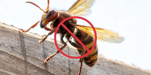 Rapid Pest Control – Pest Services