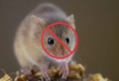 Rapid Pest Control – Pest Services
