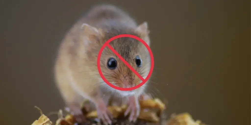 Rapid Pest Control – Pest Services