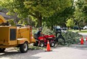 Sabertooth Tree Arborists