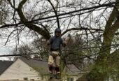 Out on a Limb Tree Experts