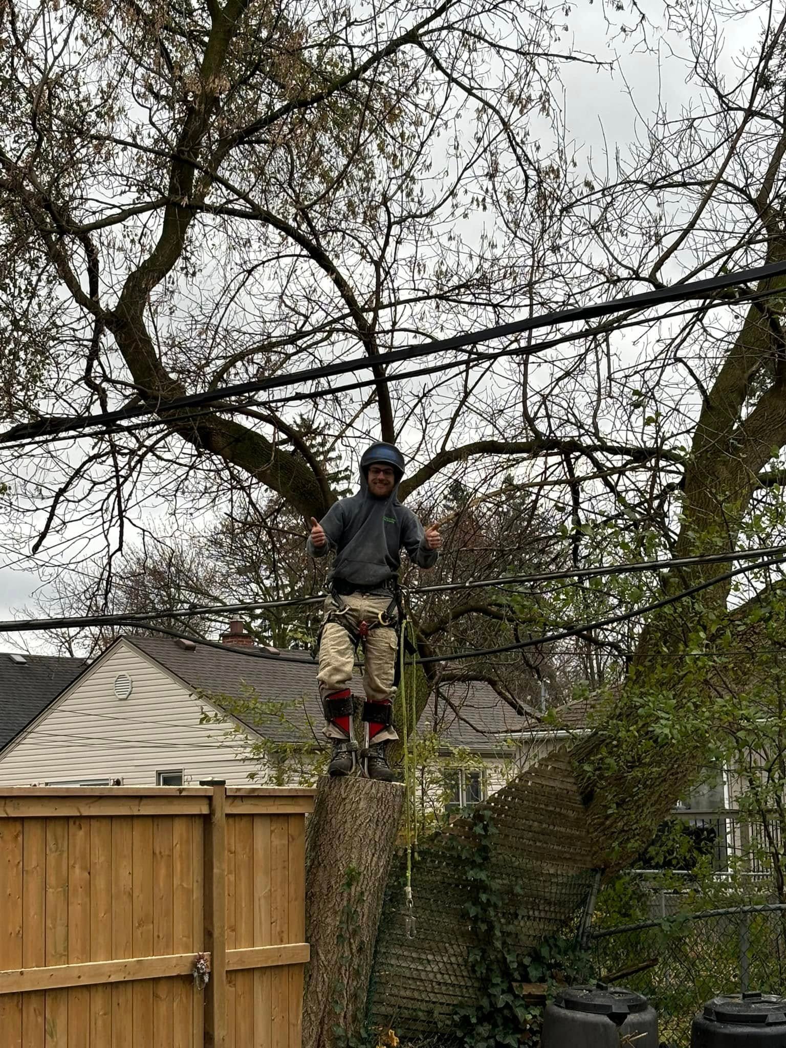 Out on a Limb Tree Experts