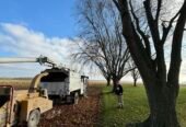 Out on a Limb Tree Experts