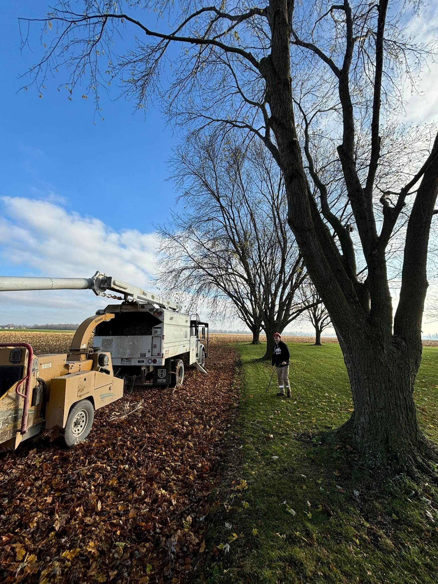 Out on a Limb Tree Experts
