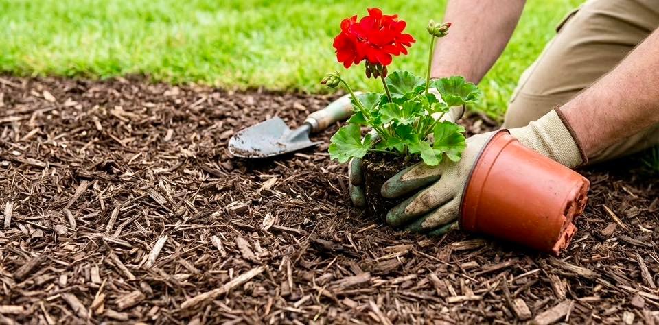 London Lawn: Year-Round Yard Care