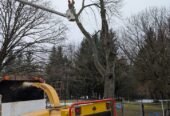 Out on a Limb Tree Experts
