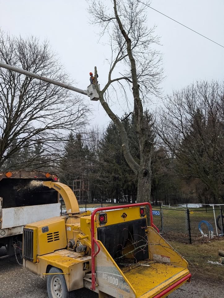 Out on a Limb Tree Experts