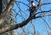 Cunningham Tree Service
