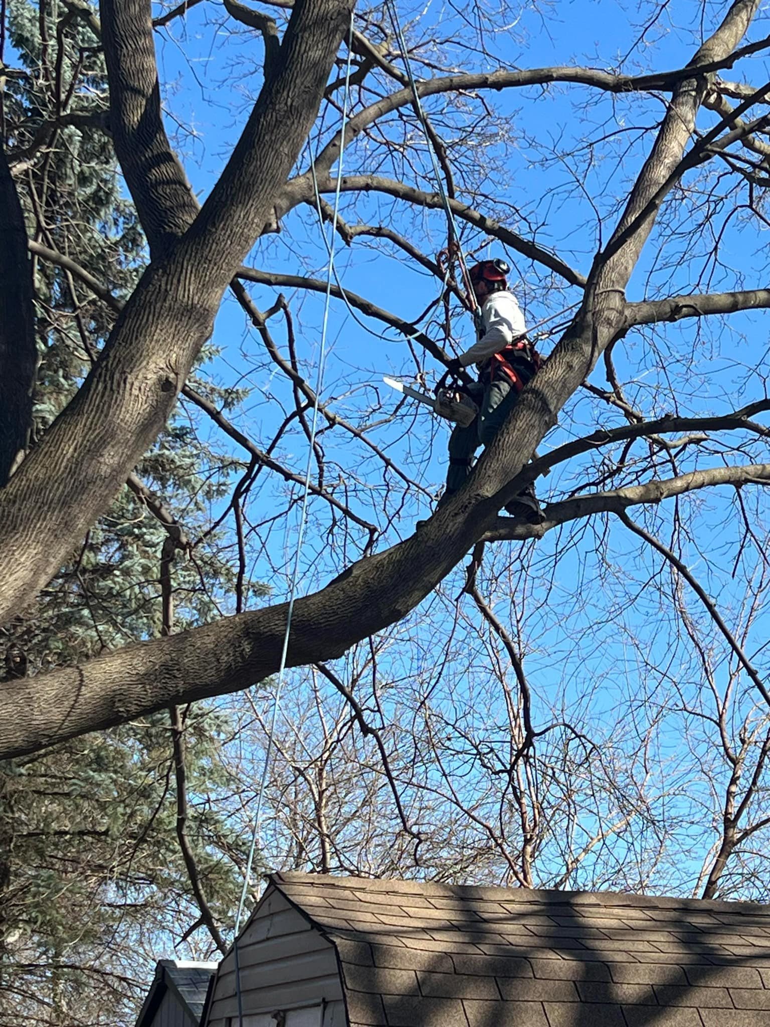 Cunningham Tree Service