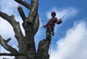 Cunningham Tree Service