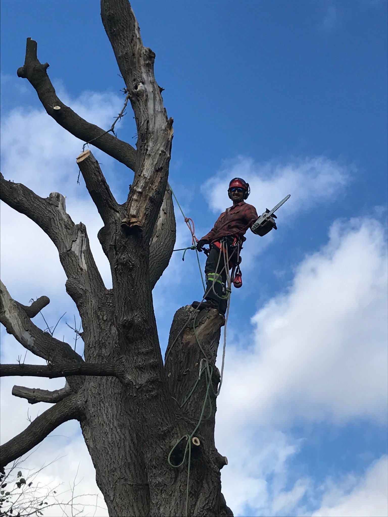 Cunningham Tree Service