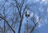 Your go-to expert for tree care needs