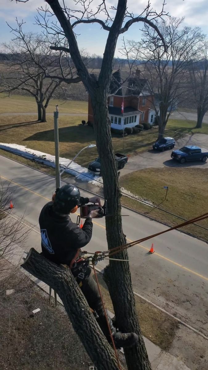 Your go-to expert for tree care needs